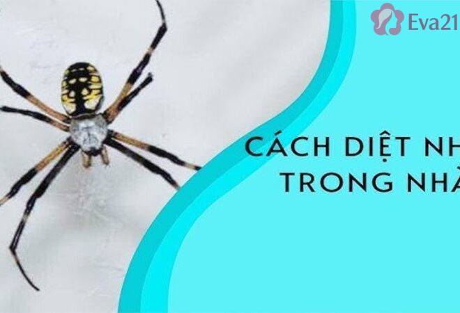 15 Mẹo đuổi nhện trong nhà hiệu quả không cần dùng hóa chất