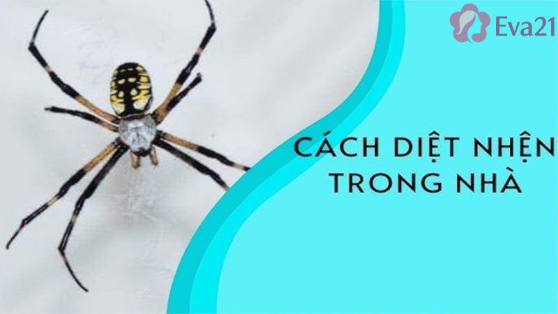 Nguyên nhân của tình trạng xuất hiện nhện trong nhà